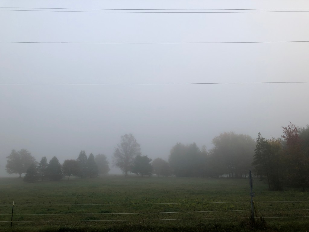 fog at the plantation